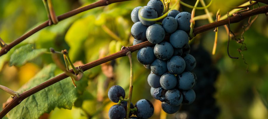 2022 Juice for Home Winemaking